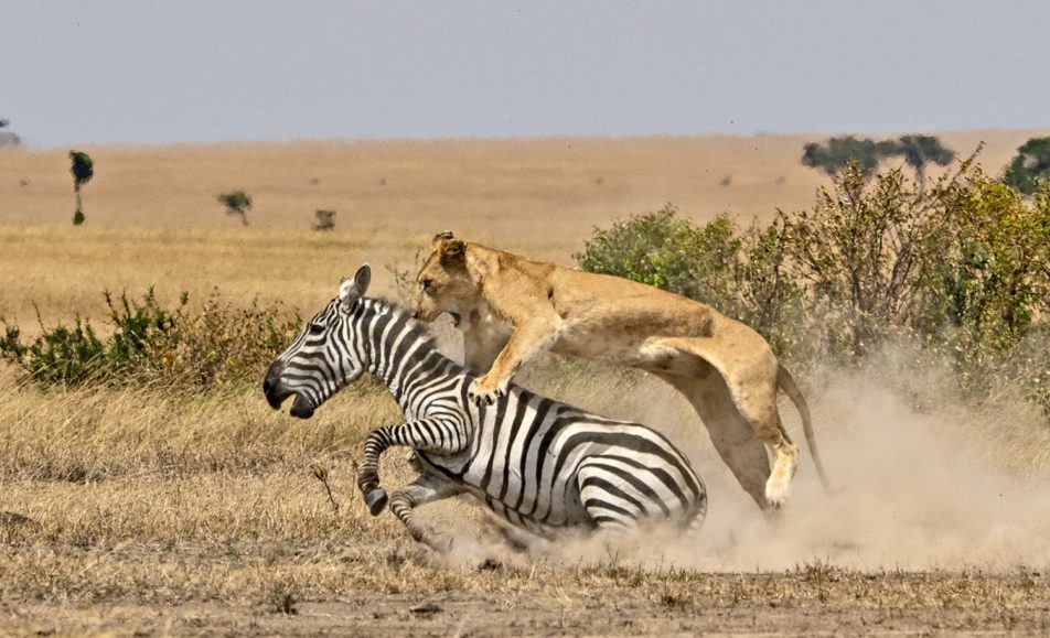 MASAI MARA WILDLIFE PHOTOGRAPHY WORKSHOP