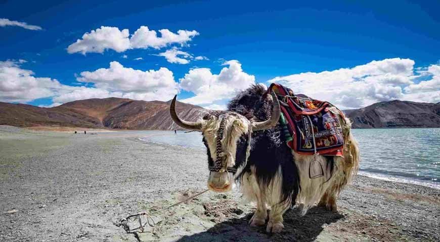 leh