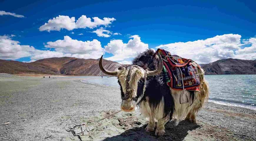 10DAYS LADAKH TOUR “HEAVEN ON EARTH”