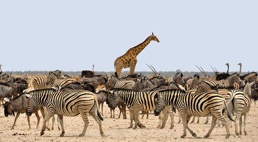 Africa