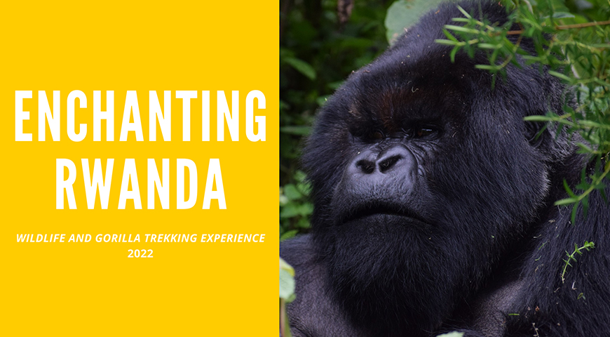 ENCHANTING RWANDA – WILDLIFE AND GORILLA TREKKING EXPERIENCE 2022