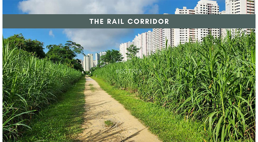 Beginner-Friendly Hike: Rail Corridor Trail-13July2024
